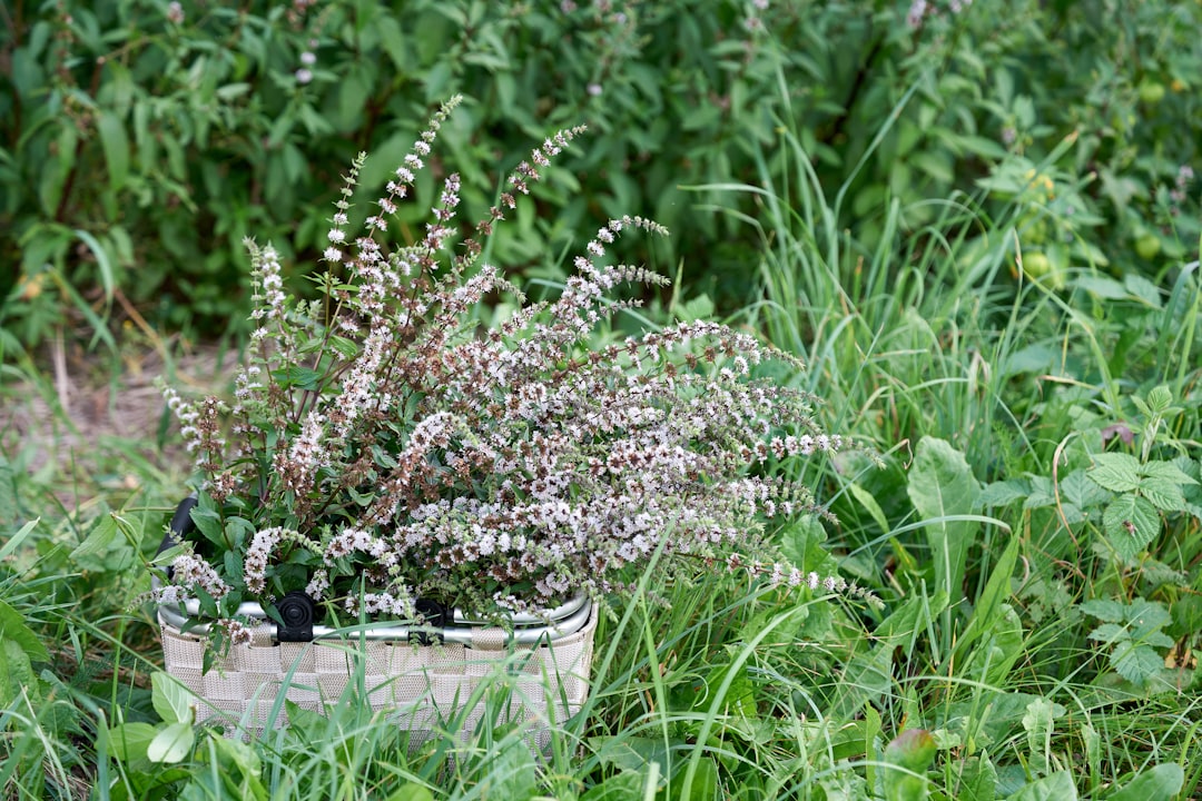 Photo Herbal garden